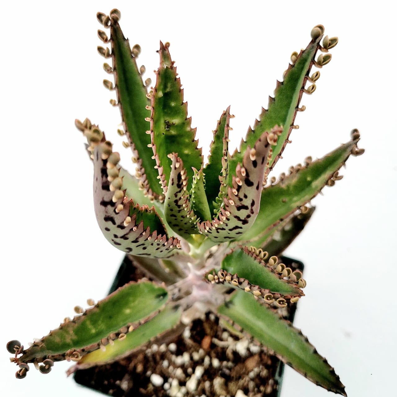 Kalanchoe daigremontiana (Mother of thousands) view 2