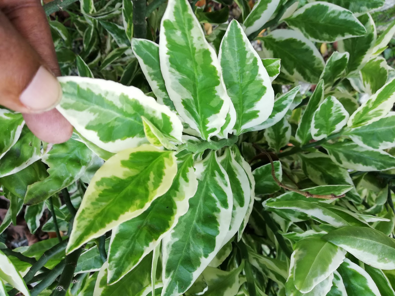 Devils backbone (Euphorbia titymaloides) cuttings