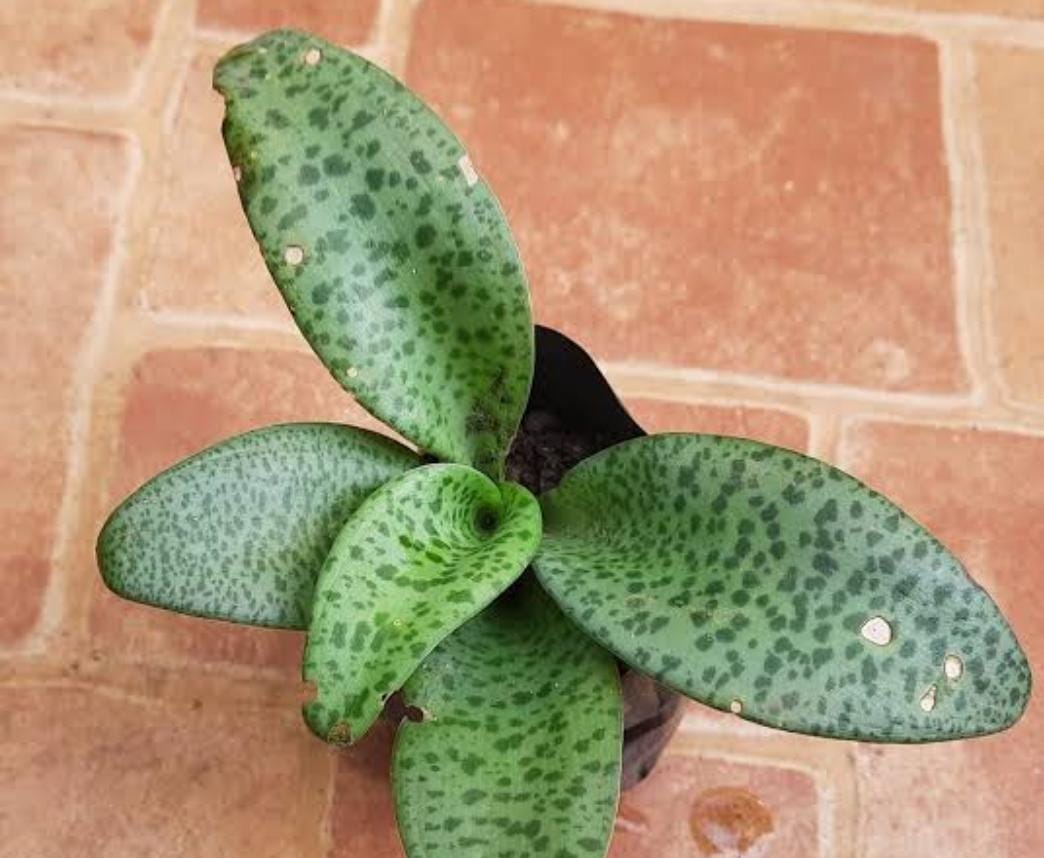 leopard lily (Drimiopsis maculata)
