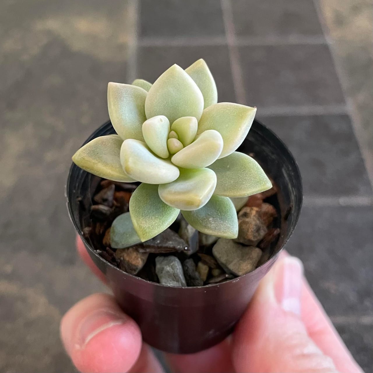 Graptopetalum (Echeveria) view 1