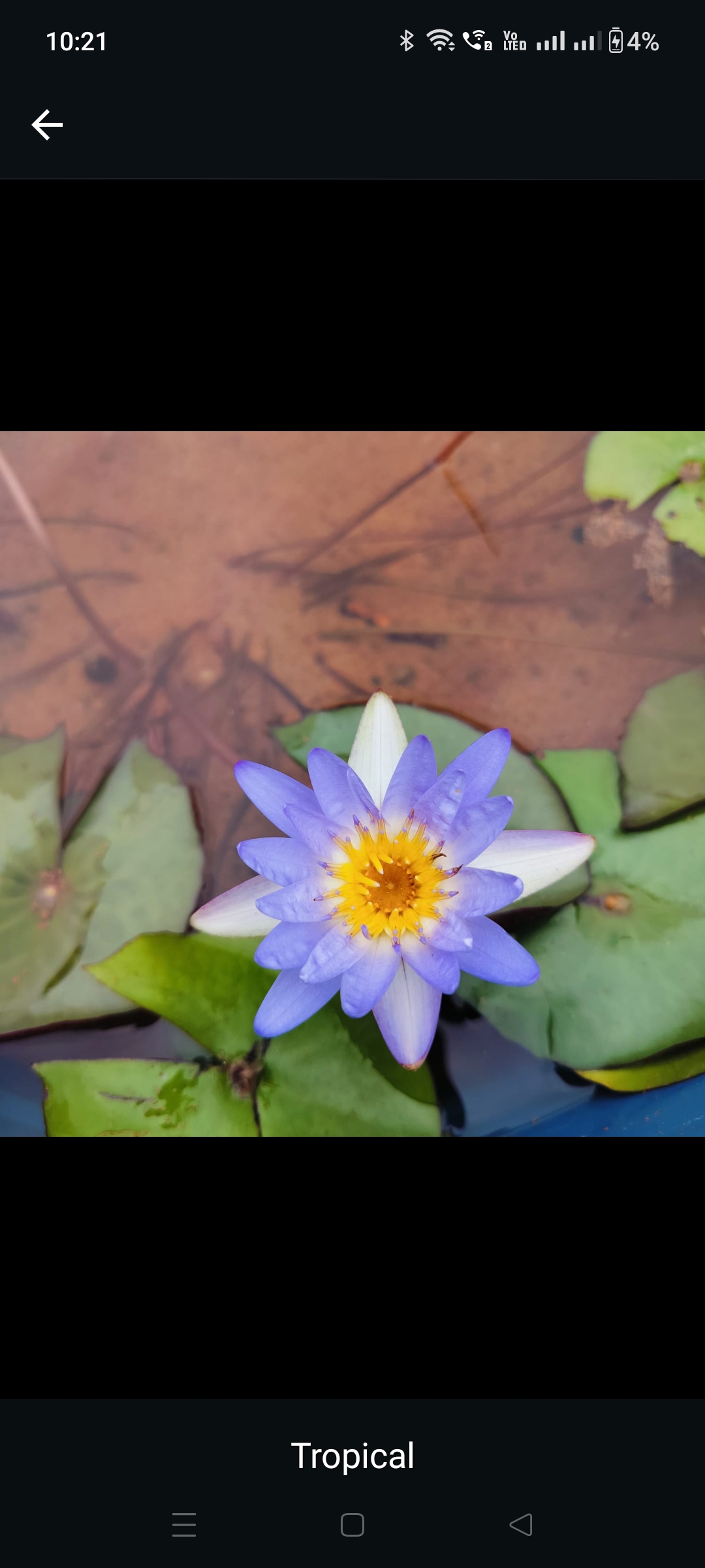 Teena (waterlily)- Aquatic plant view 1