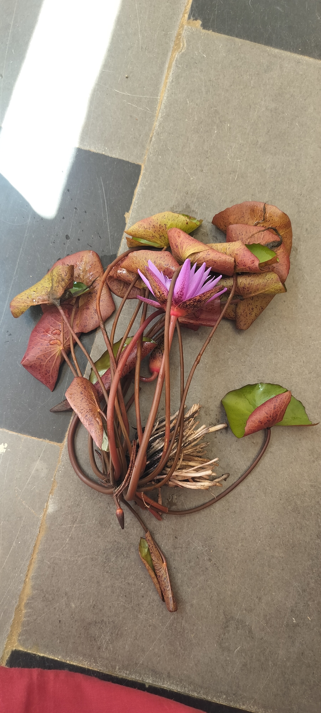 Teena (waterlily)- Aquatic plant view 3