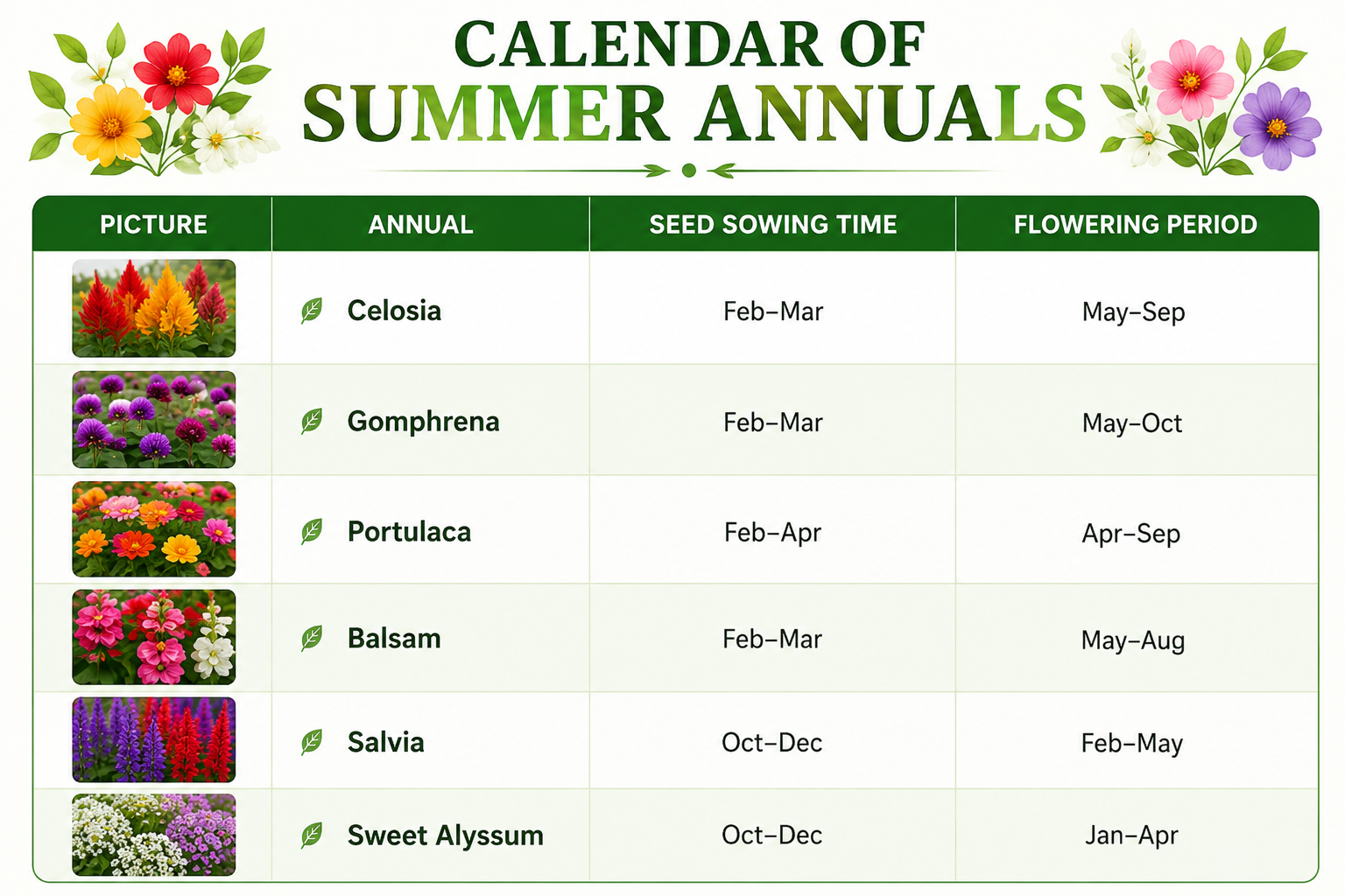 Calendar of summer annual flowers showing marigold, zinnia, petunia, vinca, cosmos, and sunflower with seed sowing months and flowering periods in a colorful gardening infographic.