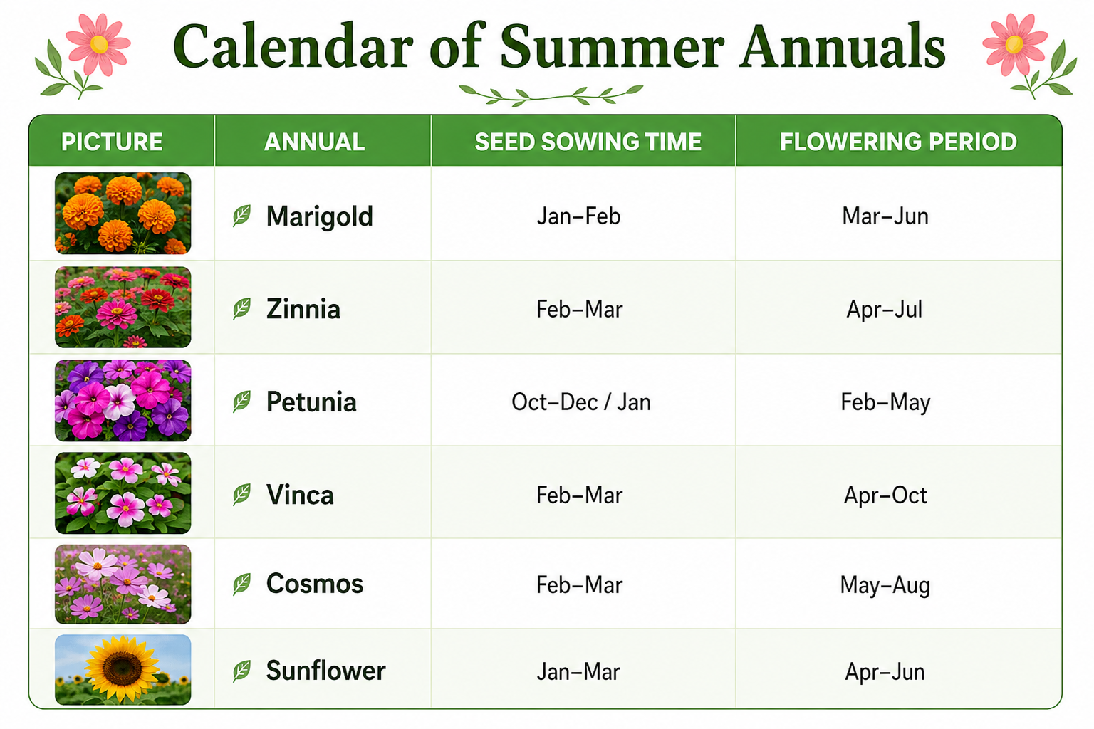Infographic chart of summer annual flowering plants including celosia, gomphrena, portulaca, balsam, salvia, and sweet alyssum with sowing schedule and blooming season details for gardeners.