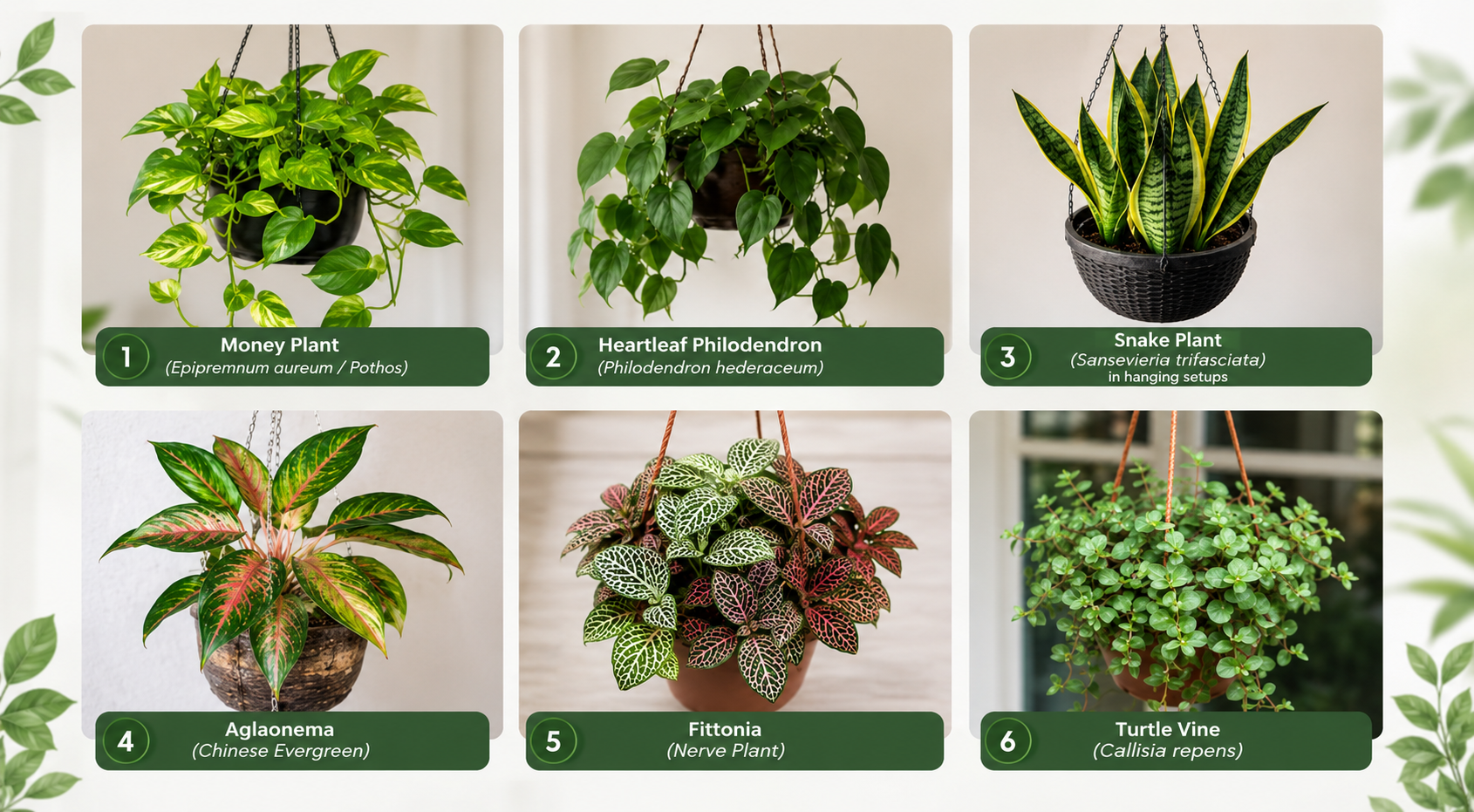 Modern horizontal collage showcasing six low-light indoor hanging plants including Money Plant, Heartleaf Philodendron, Snake Plant, Aglaonema, Fittonia, and Turtle Vine in a clean botanical infographic layout with vibrant greenery and elegant labels.
