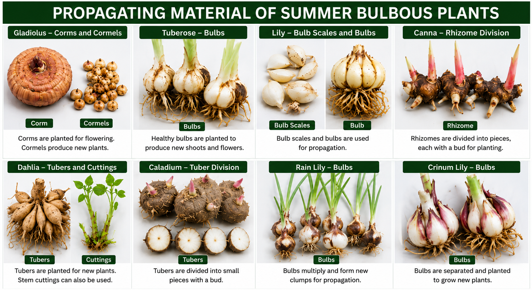 Wide infographic illustrating the propagation materials of summer bulbous plants, featuring high-resolution images of gladiolus corms and cormels, tuberose bulbs, lily bulb scales and bulbs, canna rhizomes, dahlia tubers and cuttings, caladium tubers, rain lily bulbs, and crinum lily bulbs, with labeled sections explaining their respective propagation methods.
