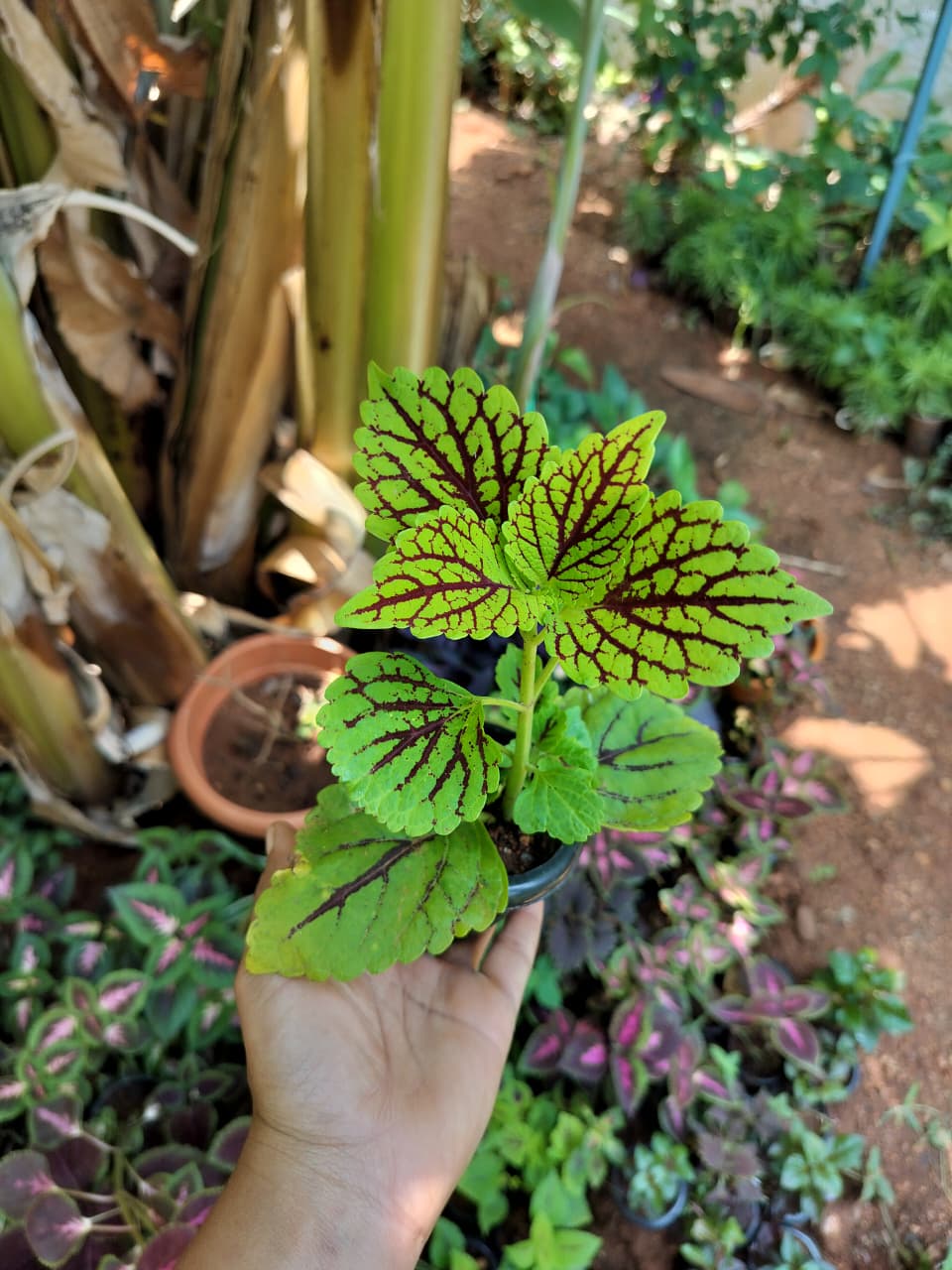 Green netted coleus