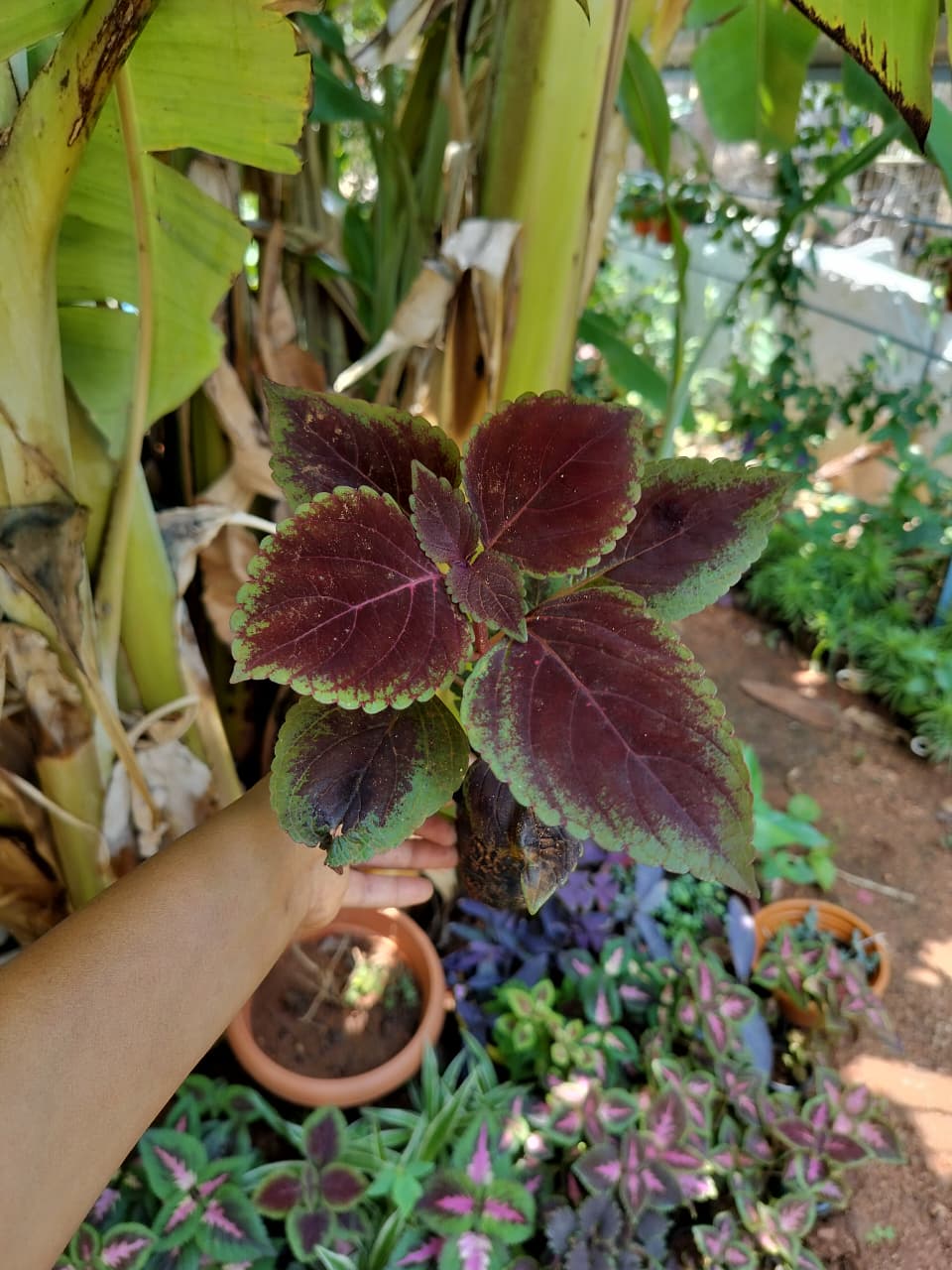 Velvety brown coleus