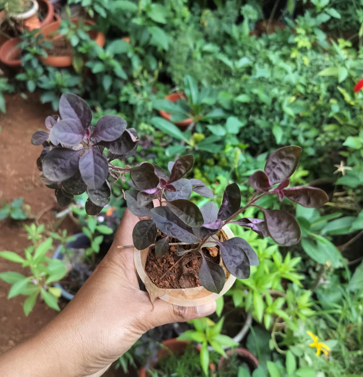 Alternanthera dentata