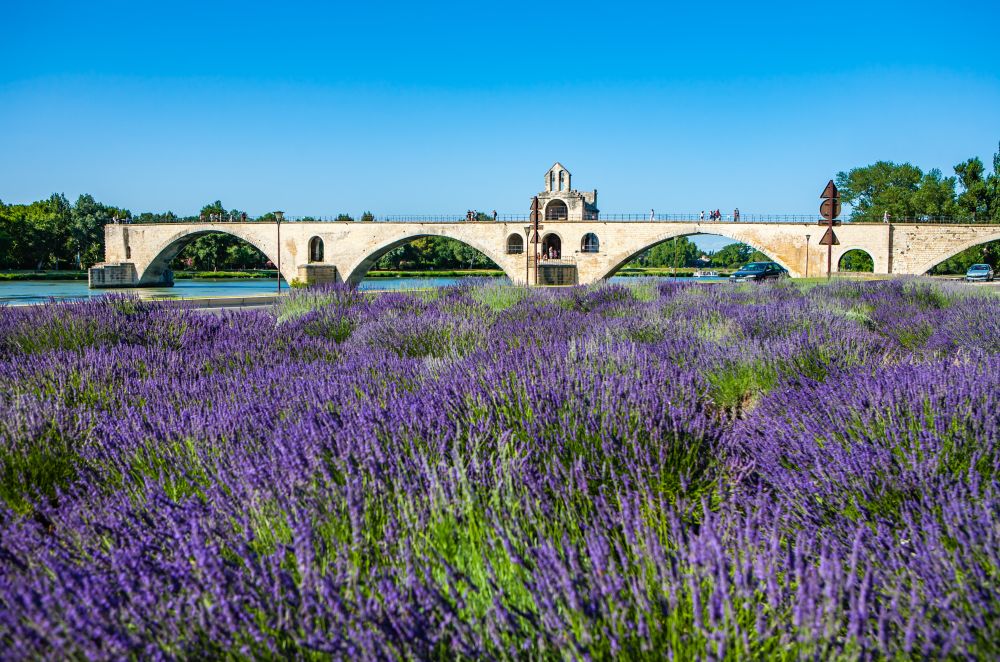 lavender tour from avignon