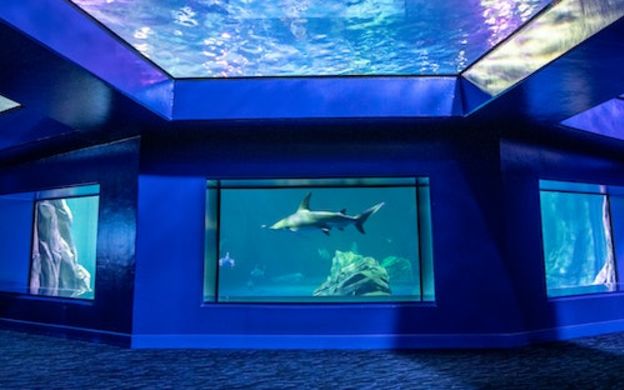 Your insider's guide to the Georgia Aquarium