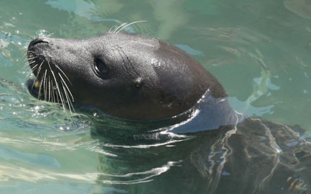 Tickets & Programs - Miami Seaquarium