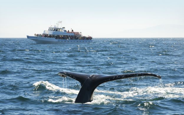 A majestic whale elegantly glides through the sea, framed against the backdrop of a distant cruise ship, creating a captivating image.