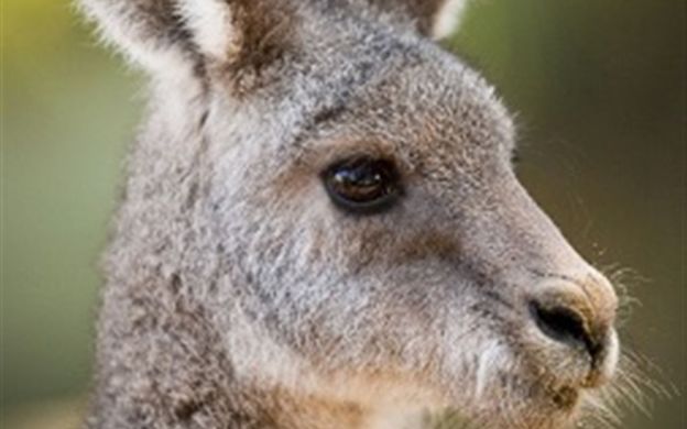 Taronga Zoo Roar & Snore Experience with Accommodation & Meals