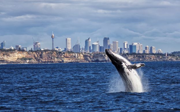 In the shimmering blue waters, a magnificent blue whale glides gracefully, with Sydney's breathtaking cityscape as a stunning backdrop.