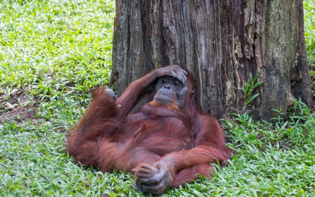 Sandakan Orang Utan Rehabilitation Centre Tour From Kota Kinabalu