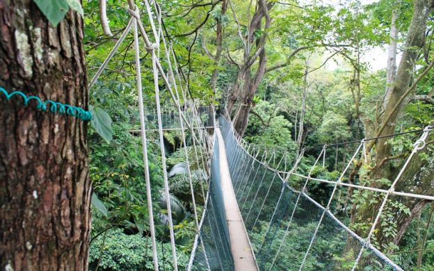 A Day in the Rainforest Guided Tour