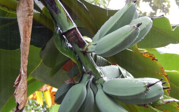 Penang Tropical Fruit Farm Tour With Hotel Transfers