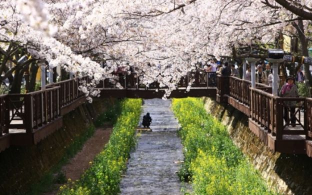 Overnight Jinhae Gunhangje Festival Tour with Transfers from Seoul