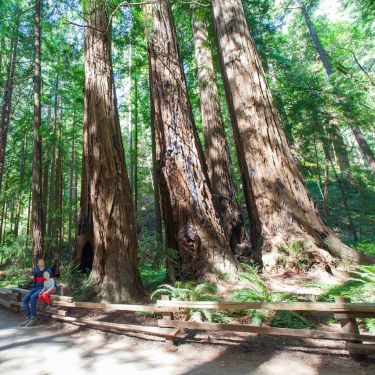 MuirWoods&Sausalito