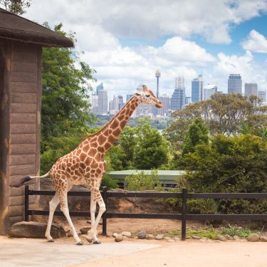 TarongaZoo