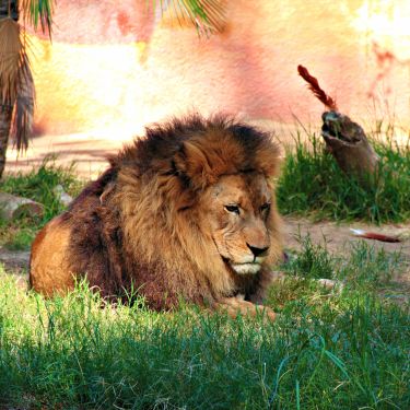 LondonZoo