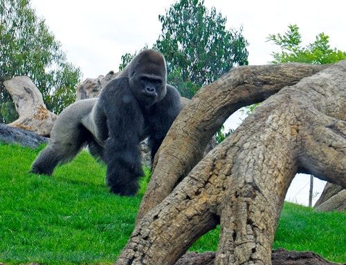 Bioparc Valencia: Fast Track Entry Ticket