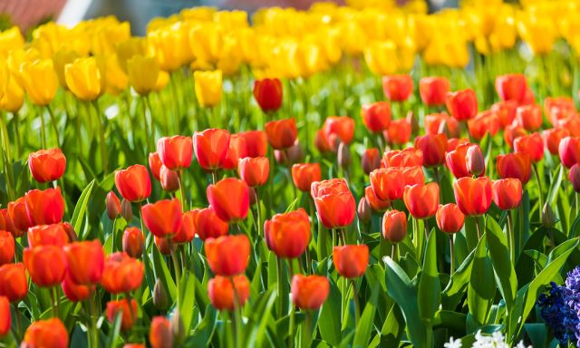 Keukenhof, Volendam, Marken & Windmills with Canal Cruise