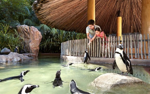 Jurong Bird Park Tour