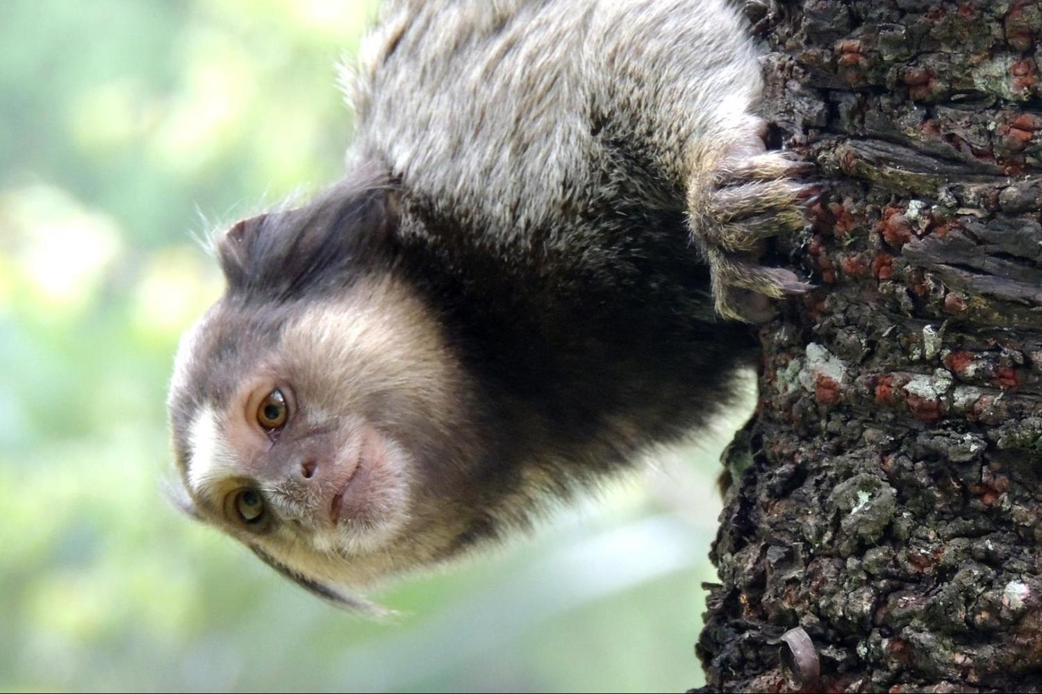 Rio-de-Janeyro Botanika Bağı Turu