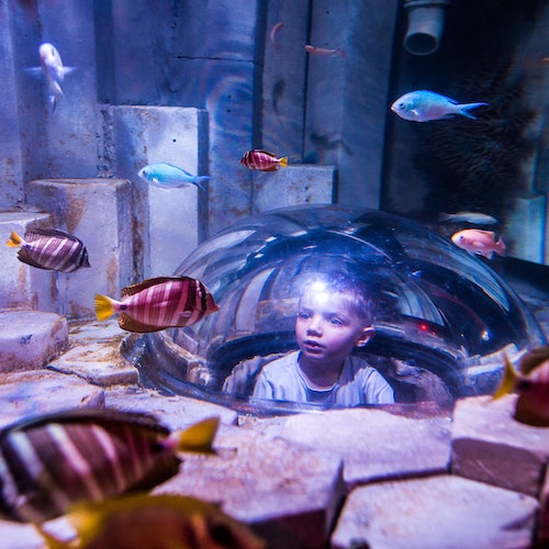 Билеты на SEA LIFE в Сиднее