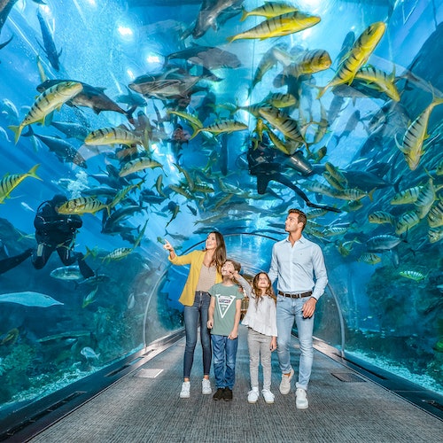 Dubai Aquarium and Underwater Zoo Tickets