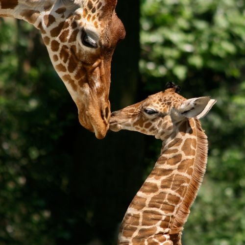 Növbəsiz keçid: ARTIS Royal Zoopark Bileti, Amsterdam