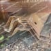 15 Pair of AZ-40 Sheet Pile at 20' Lengths-3