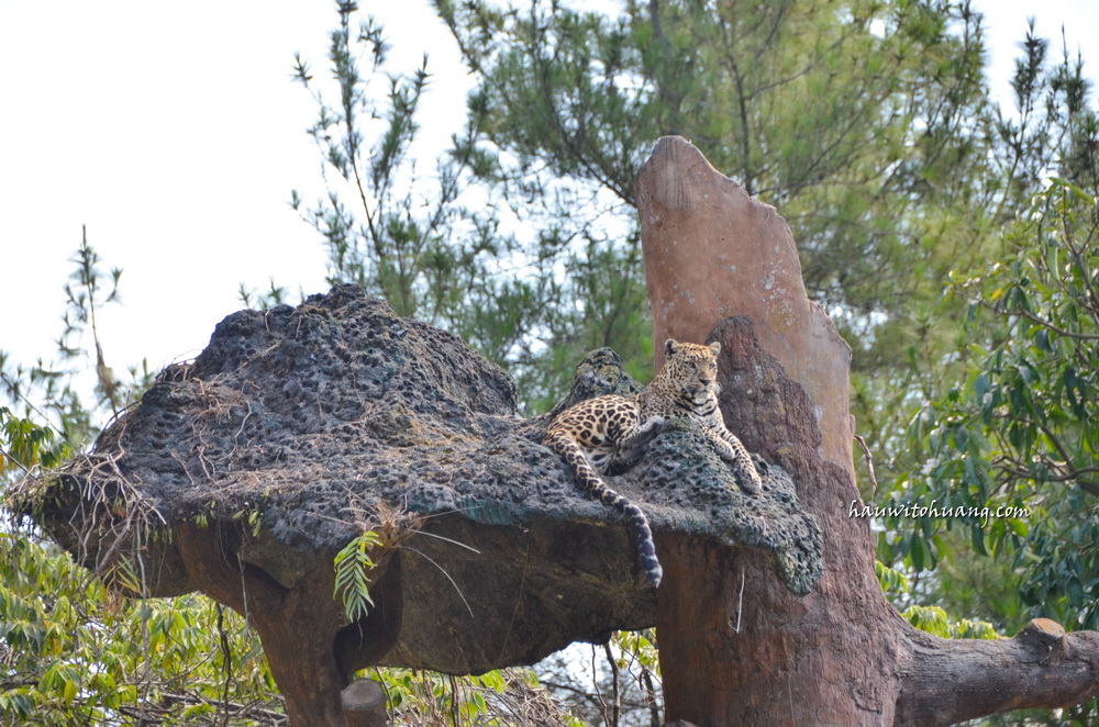 Taman Safari 2 Prigen Hauwito Huang