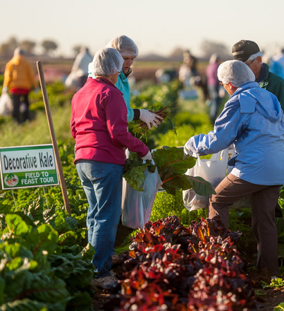 Field to Feast - Yuma