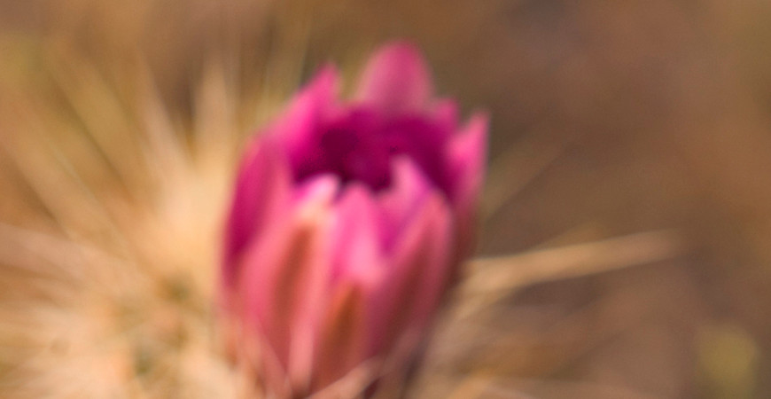 Strawberry Cactus
