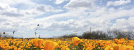 Arizona Wildflowers: It's So Hard to Pick a Winner