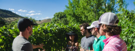Exploring Arizona’s Winery Regions
