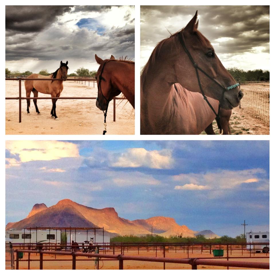 Tucson Equestrian Center Visit Arizona