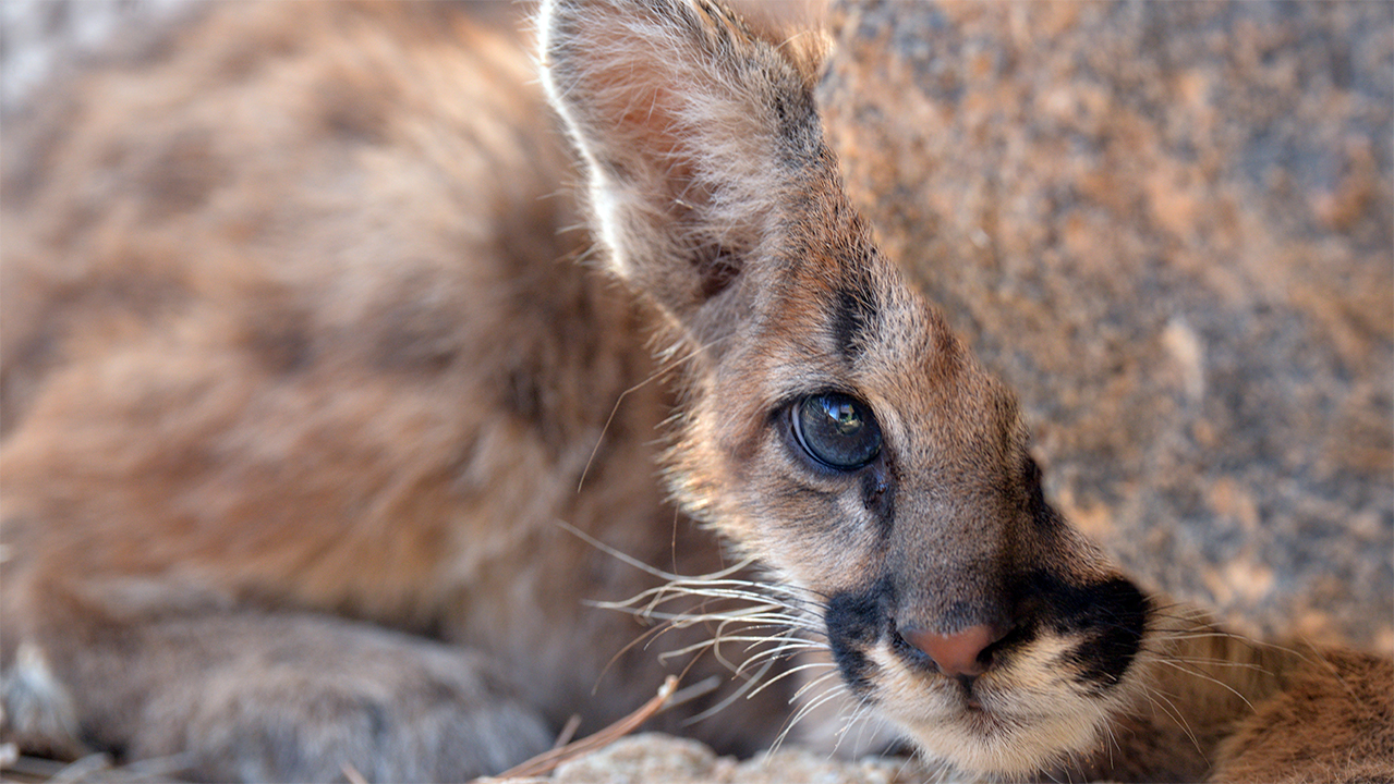 Arizona bobcat