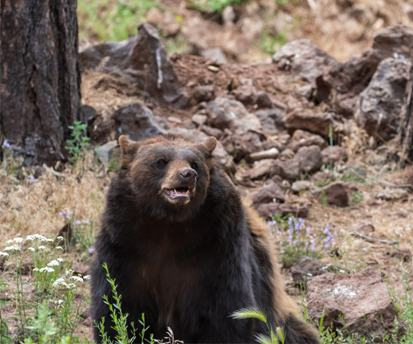 A bear in a forest setting