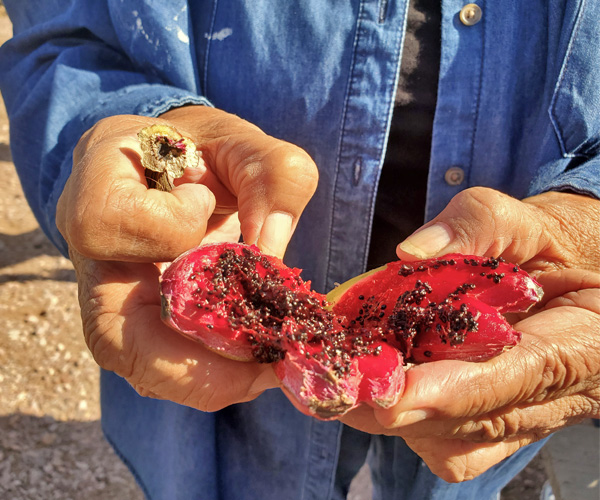 Two hands hold open a saguaro fruit, exposing the black seeds and red fruit inside