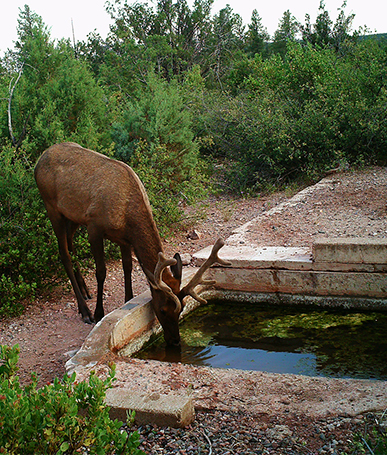 Send Water | Wildlife Programs | Arizona Game and Fish | Arizona Game