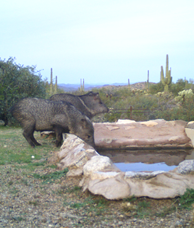 Send Water | Wildlife Programs | Arizona Game and Fish | Arizona Game