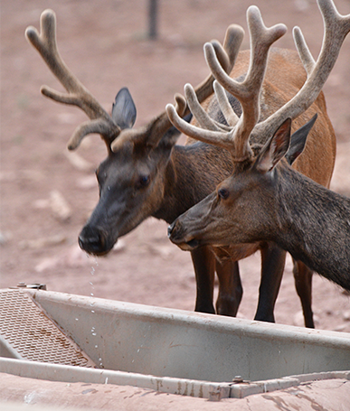 Send Water | Wildlife Programs | Arizona Game and Fish | Arizona Game