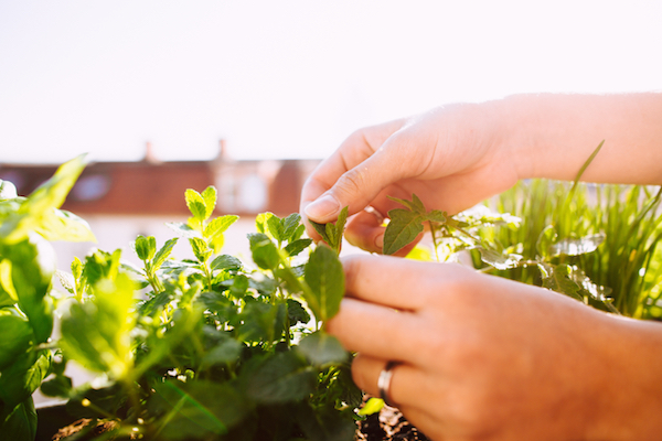 Peppermint for an Upset Stomach - The Wellnest by HUM Nutrition