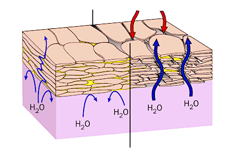 GLA Benefits for Dry Skin - The Wellnest by HUM Nutrition