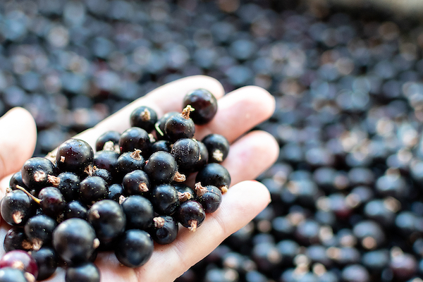 Anti-Inflammatory Blueberries - GLA Benefits - The Wellnest by HUM Nutrition
