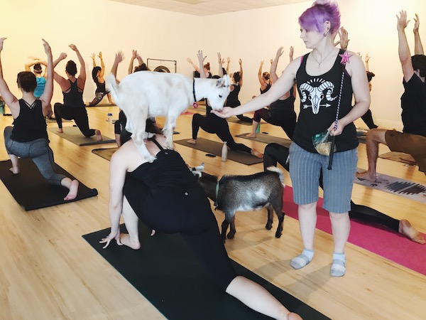 Imagine That Asana With Goats On Your Back. This Is Latest Yoga Craze.